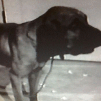 Sloth (USA-2) : Horrible Hillbilly Beast